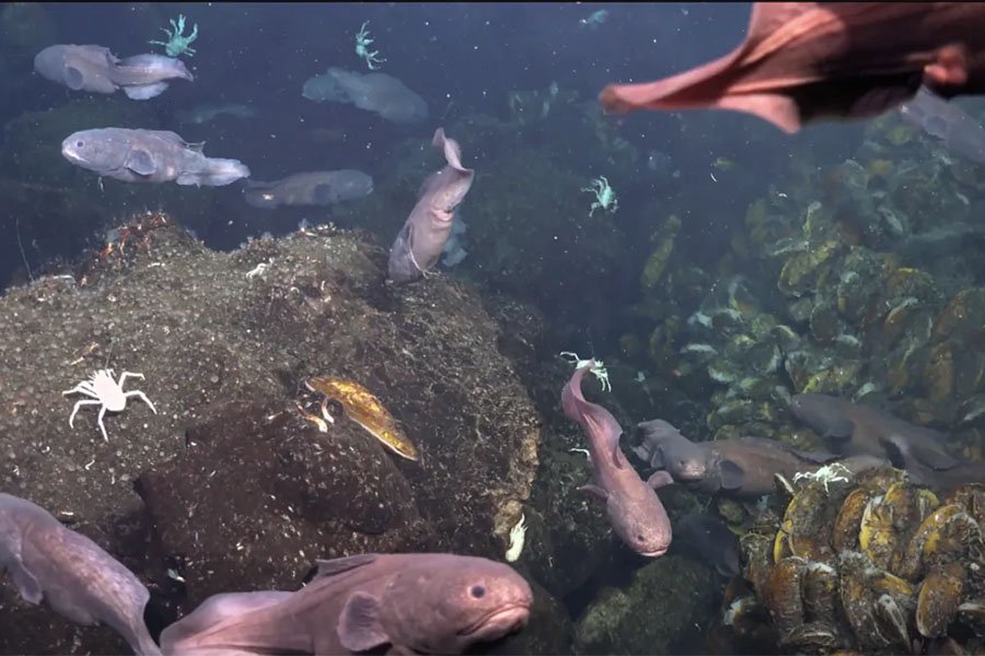 «Живое ископаемое» среди других 15 видов было обнаружено в недавно открытых источниках на Галапагосских островах