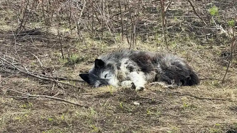 В Башкирии пес месяц ждет своего погибшего хозяина на месте пожара