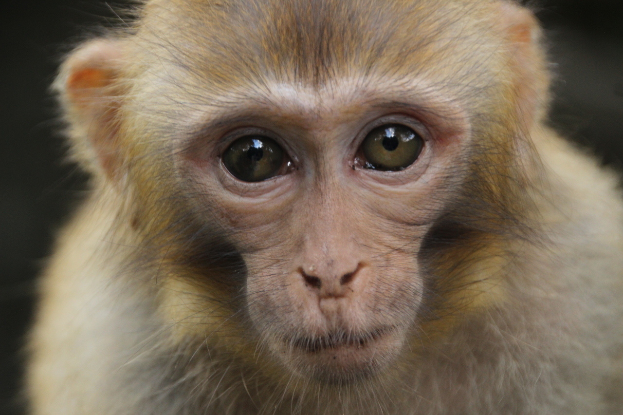 Китайские ученые создали обезьяну-химеру из двух наборов ДНК