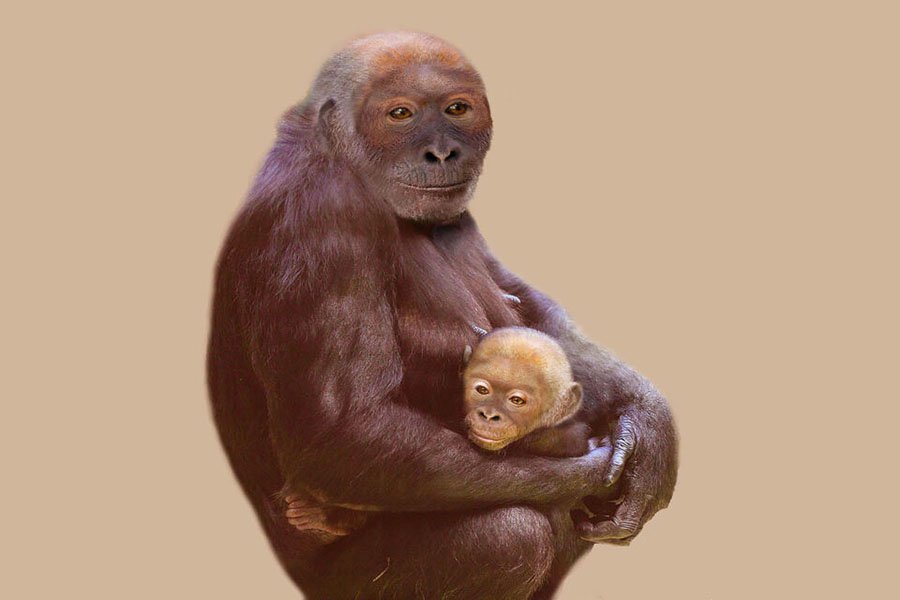 Ученые реконструировали облик человекообразной обезьяны возрастом 12 миллионов лет