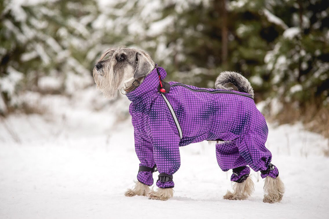 Утепляем питомца: каким породам собак нужна одежда зимой, как ее выбрать