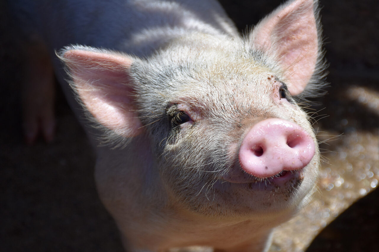 В Японии клонировали свинью для пересадки органов человеку без отторжения