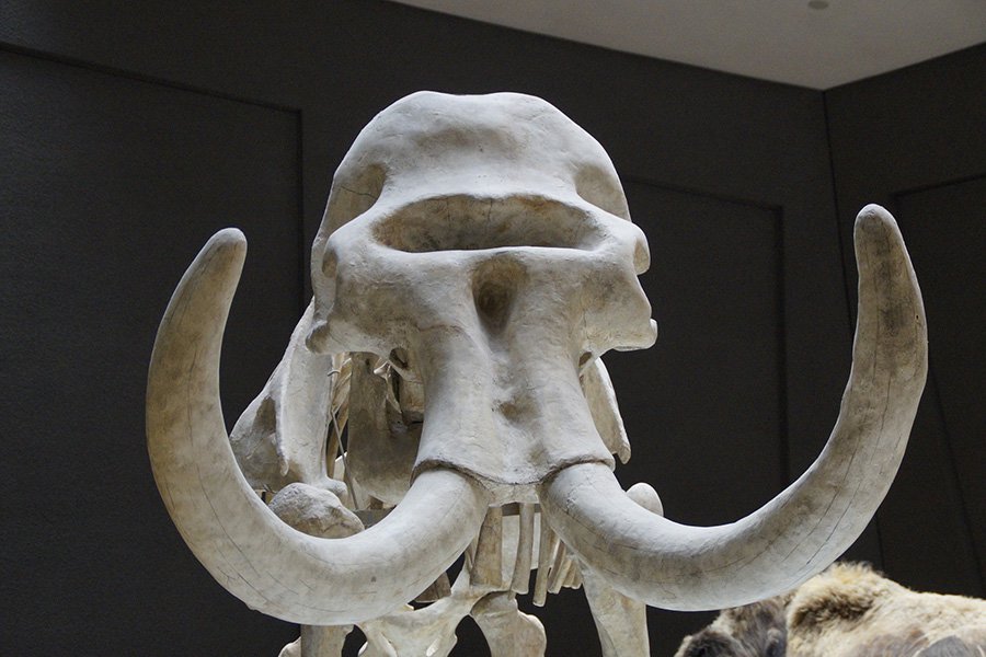 Неандертальцы 125 000 лет назад охотились на слонов, которые вдвое тяжелее мамонтов