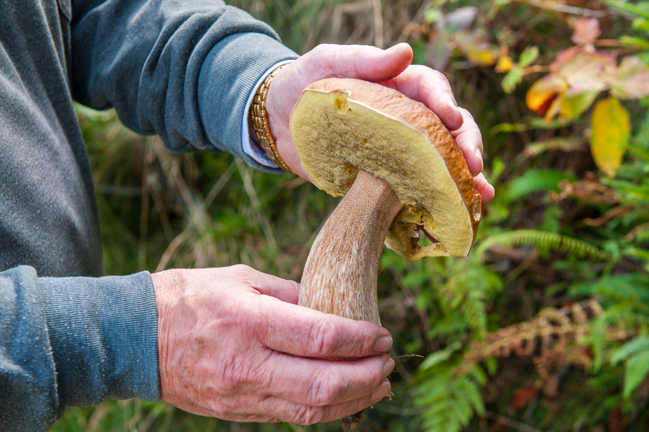 Эксперты выяснили, что грибы снижают риск развития рака на 45%