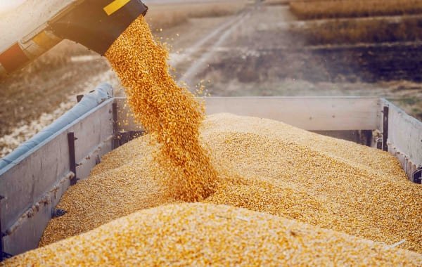 РФ введёт запрет на экспорт твердой пшеницы с 1 декабря » Новости России и мира 24 часа в сутки — N4K.RU