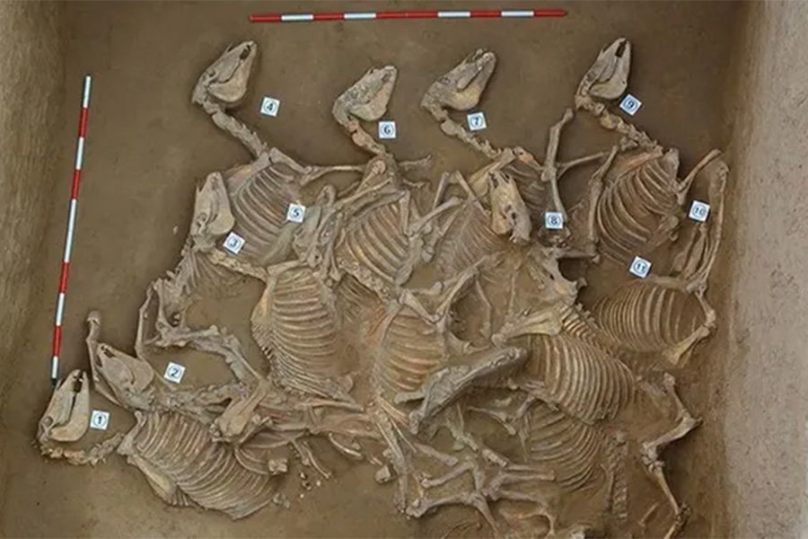 Жертвенные ямы со 120 скелетами лошадей найдены в городе бронзового века в Китае