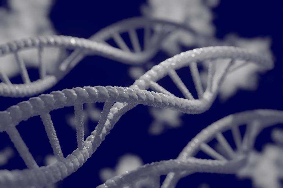 Обнаружена новая последовательность кластера генов человека