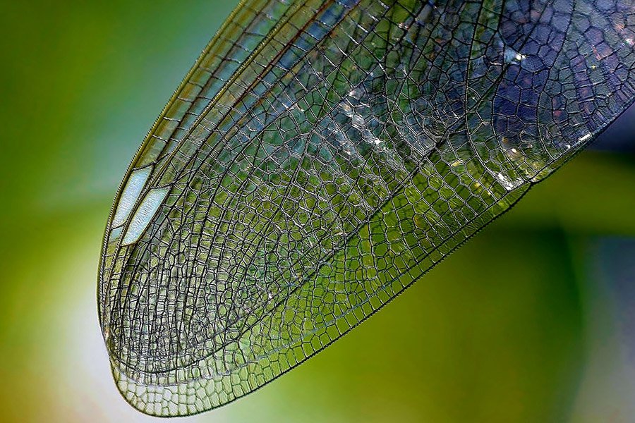 Ученые раскрыли характеристики крыльев примитивных насекомых