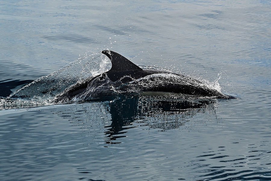 Ученые выяснили, как киты и дельфины научились использовать эхолокацию