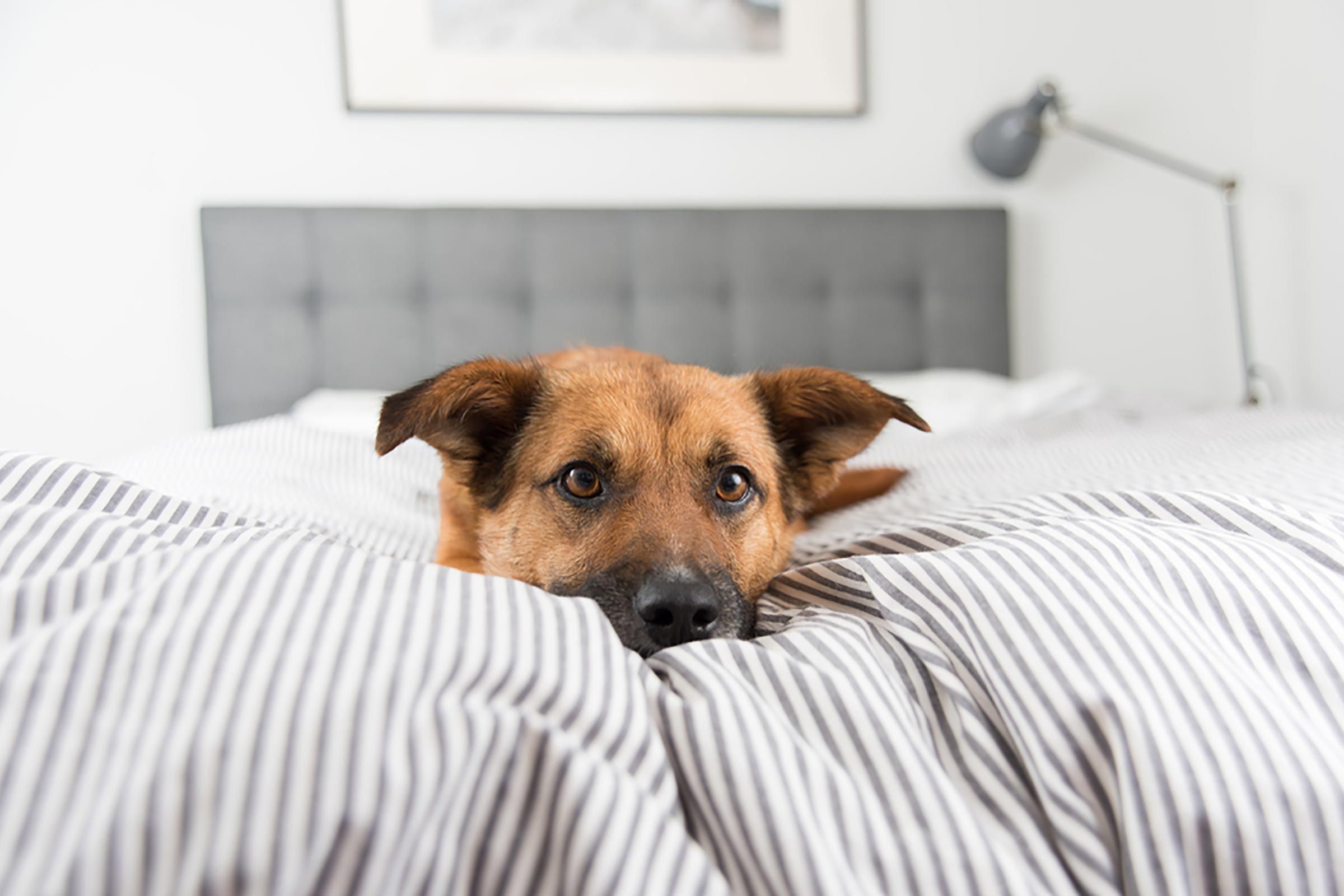 Причины, которые могут заставить вас передумать спать с домашними животными