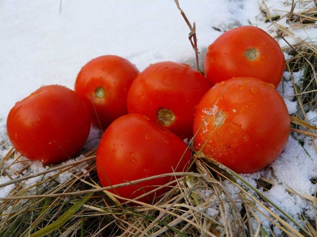 В чем преимущества посадки помидоров под зиму, как это сделать