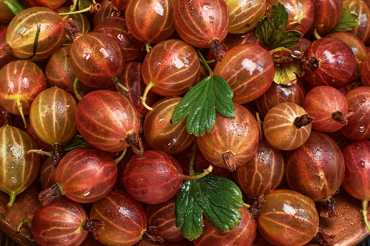 Как приготовить компот из крыжовника на зиму: секреты вкусного домашнего напитка