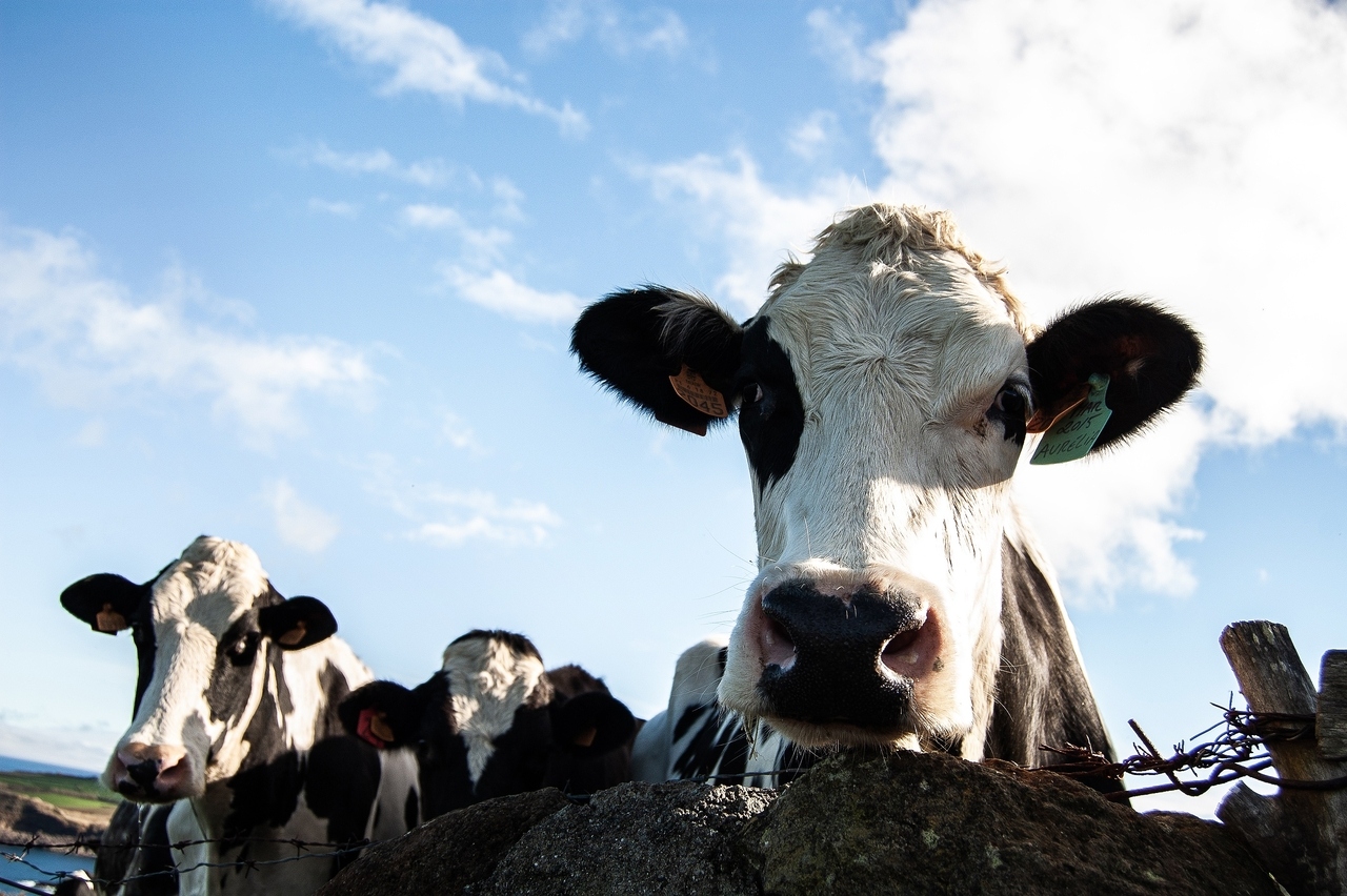 В Удмуртии обнаружили очаг заразного узелкового дерматита крупного рогатого скота