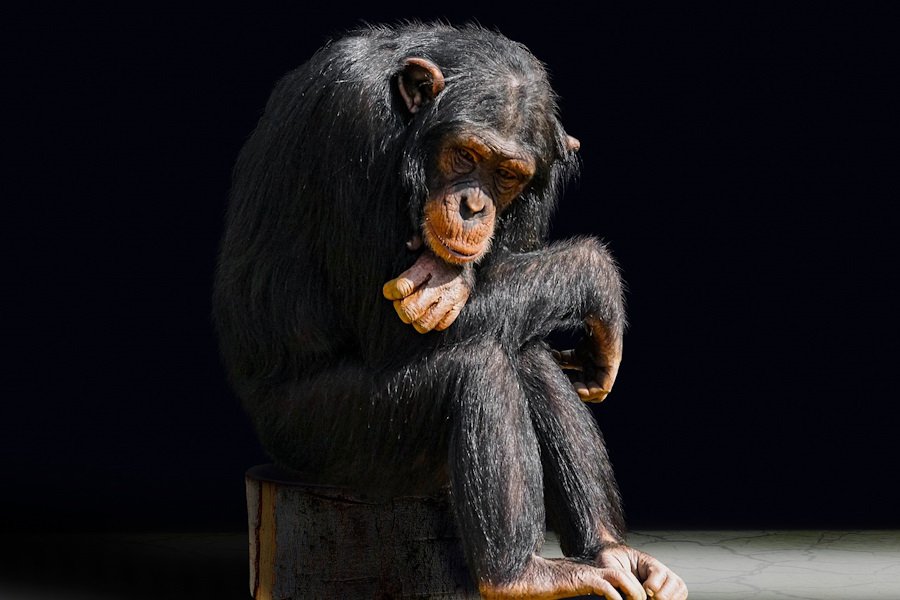 Учёные обнаружили длительную менопаузу у самок диких шимпанзе