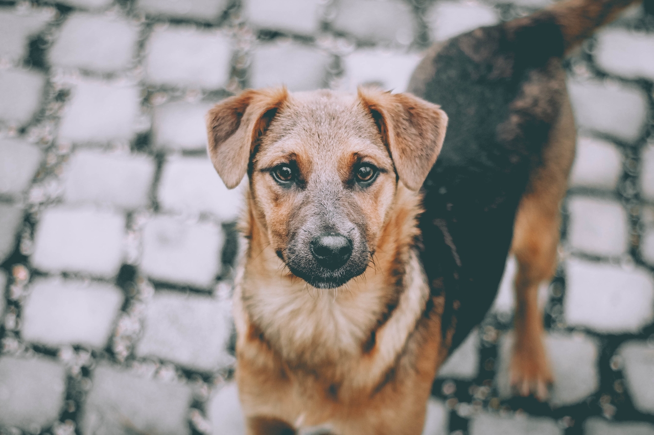 Ветеринар рассказала об опасных последствиях кормления собак костями