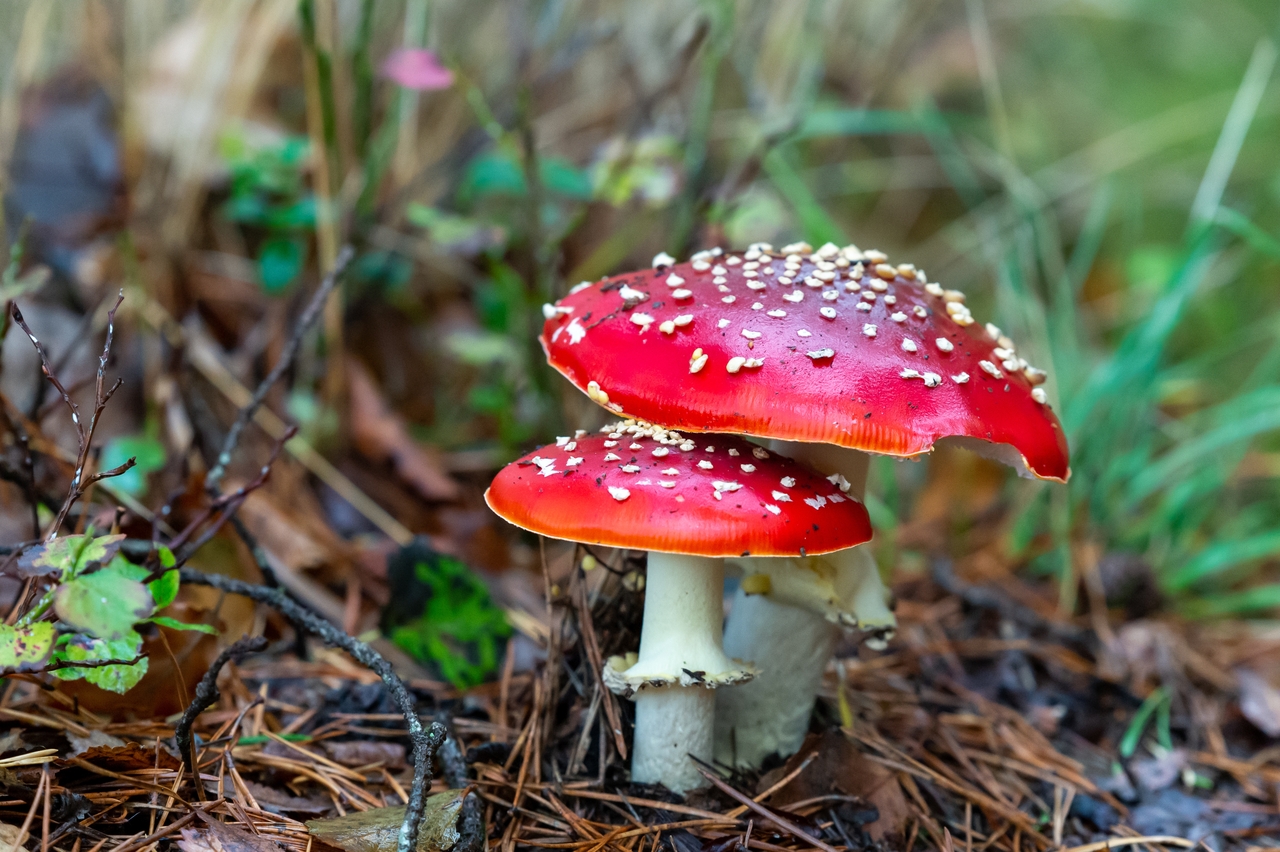 В Ленинградской области будут штрафовать за сбор редких грибов